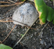 turtleshell1